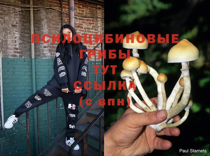 Галлюциногенные грибы Cubensis  наркотики  omg вход  Николаевск-на-Амуре 